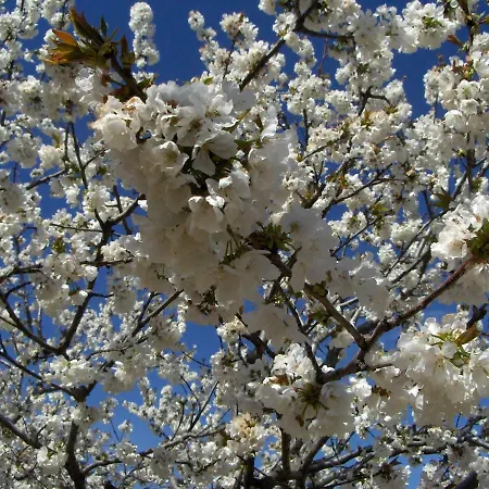 Casa Rural Finca Cerezos *