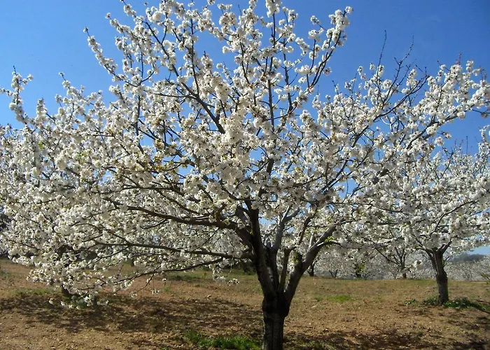 Отель Casa Rural Finca Cerezos Хараис-де-ла-Вера
