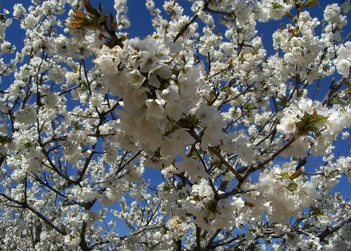 Casa Rural Finca Cerezos *